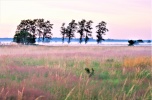 Bezpośrednio sprzedam piękne działki nad morzem w Smołdzińskim Lesie