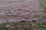 Dobromysl gm Siedliszcze sprzedam dzialke rolna 0,68ha