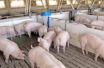 Działka 2 ha hodowla trzody chlewnej. Ukraina