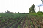 Działka budowlana 4,5 ha Świdnica okazja 50zl/m2 woda, kanalizacja, prąd