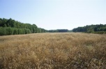 Grunt budowlany 2,51 ha warunki zabudowy