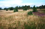 Kampinos - 7682m2 - piękna działka w atrakcyjnej cenie