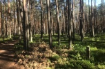 Las sosnowy Nadrzecze kolo Biłgoraja (Lubelskie)