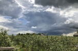 Plantacja borówki wysokiej /amerykańskiej/