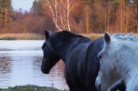 Prywatne jezioro na ponad 40 ha gruntów