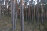 Sprzedam drzewo z lasu sosnowego