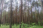 Sprzedam dwa lasy o pow. 2,7 ha powiat Węgrowski, gmina Korytnica