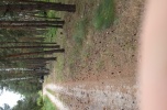 Sprzedam działkę leśną 17500 m2
