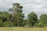 Sprzedam działki okolica; Różan, Dzbądz, Czarnowo, 35zł/m, posiadam ok 30 nowo wydzielonych działek