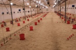 Sprzedam fermę drobiu (2500 m2); gmina Ostróda