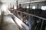 Sprzedam gospodarstwo rolne, 60 ha