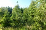 Sprzedam las oraz grunt rolny 9,13ha