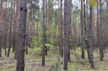 Sprzedam las sosnowy 2,98ha Rostki / Nowe Miasto, pow. płoński