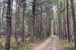 Sprzedam las sosnowy 2,98ha Rostki / Nowe Miasto, pow. płoński