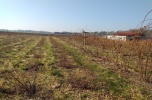 Sprzedam plantacje borówki