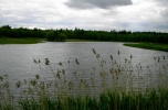 Stawy hodowlane 20ha