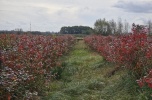 Wydzierżawię kilka ha z borówką i 2ha pola w 28-232